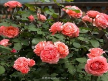 夏天月季病蟲(chóng)害頻發(fā)，防治辦法分享