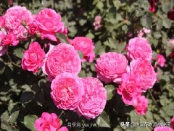 月季創(chuàng  )新聯(lián)盟評出百個(gè)月季品種 百年百花獻禮建黨百年