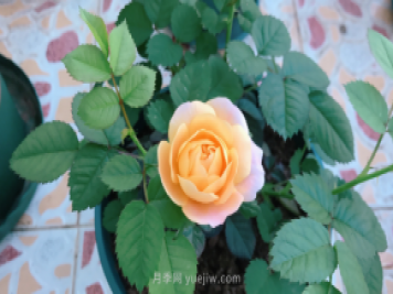 7月月季常爆發(fā)這3種蟲(chóng)害，對癥下藥無(wú)煩惱
