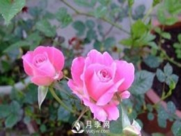1種酸泡2小時(shí)，月季扦插生根快，白根長(cháng)10厘米，生根13條