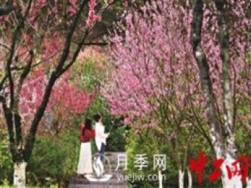 “花經(jīng)濟”如何才能“常開(kāi)不敗”？