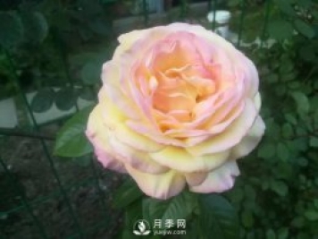 真的！懶人也能種好月季花