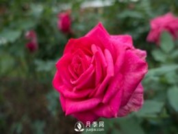 春天養月季，杜絕病蟲(chóng)害！做好這幾點(diǎn)對后期生長(cháng)有利
