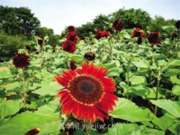 2021年鄭州植物園向日葵花展，6萬(wàn)余株葵花向陽(yáng)而開(kāi)