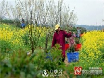 懷化靖州：苗木俏銷(xiāo) 綠色富民
