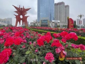 商丘月季花開(kāi)香滿(mǎn)城