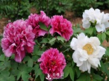 4種開(kāi)花植物南方花友要慎重選擇，第二年開(kāi)花就難了