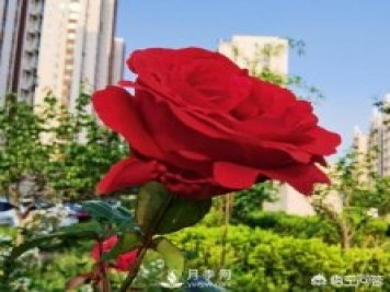 月季苗千差萬(wàn)別，那么怎樣讓月季長(cháng)勢好呢？