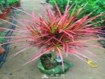 5種小眾網(wǎng)紅花，好看又有特點(diǎn)，值得入手