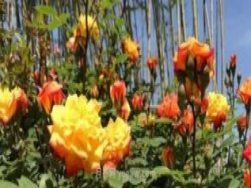 河南南陽(yáng)：月季芳華綻 邀你“云”上看