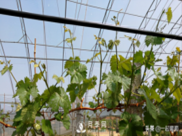 掌握規律合理摘心，讓陽(yáng)光玫瑰葡萄聽(tīng)話(huà)