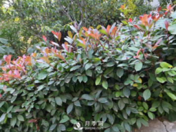 紅葉石楠養護，防治病蟲(chóng)害是關(guān)鍵