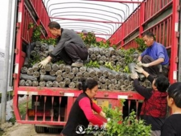苗木運輸這樣搞，才能省錢(qián)