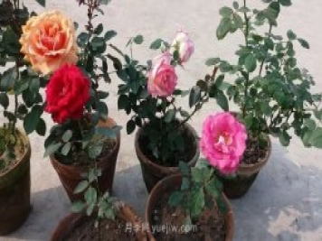 盆栽月季度夏養護手冊，病蟲(chóng)害防治和促花技巧
