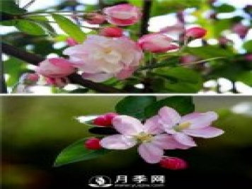 海棠花，與牡丹、蘭花、梅花并稱(chēng)為“中國春花四絕”