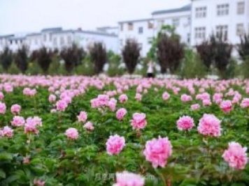 洛陽(yáng)芍藥花海向市民游客免費開(kāi)放