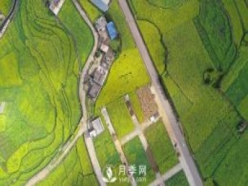 云南曲靖：羅平八十萬(wàn)畝油菜花開(kāi)春滿(mǎn)園
