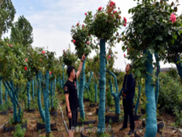 古樁月季繁花似錦，美麗經(jīng)濟花開(kāi)鎮平