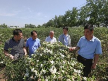 唐河唐梔子，地標農產(chǎn)品成農民增收致富的朝陽(yáng)產(chǎn)業(yè)