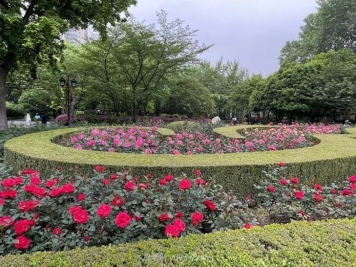 上海復興公園月季園，月季花開(kāi)獻給市民的視覺(jué)盛宴