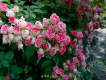 胭脂扣月季，多季開(kāi)花的藤本，花期長(cháng)，單枝條開(kāi)花幾十朵