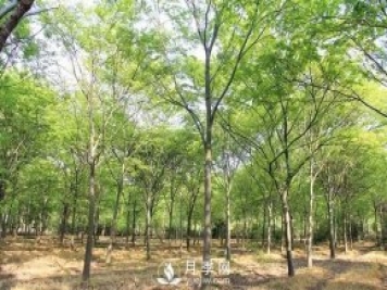 櫸樹(shù)早園林中日漸火爆，有鄉土樹(shù)種的5重優(yōu)勢