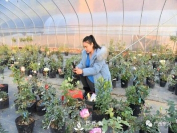 廣西防城港：網(wǎng)絡(luò )直播帶旺月季花銷(xiāo)售 推進(jìn)鄉村振興