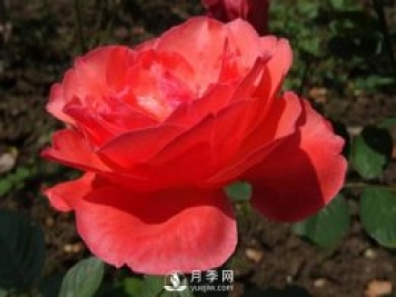 月季夏天施肥的注意事項有哪些？淘米水澆月季有哪些好處？