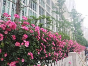 月季在房地產(chǎn)小區內的應用