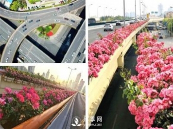 月季園林大觀(guān)，月季扮靚各大城市！