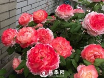 這么好看的甜蜜系列月季 千萬(wàn)要看好了