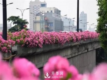 100余萬(wàn)株月季引進(jìn)，2020年太原市將變身玫瑰之都