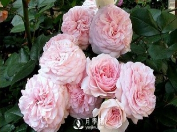 哪些因素決定花卉苗木價(jià)格？