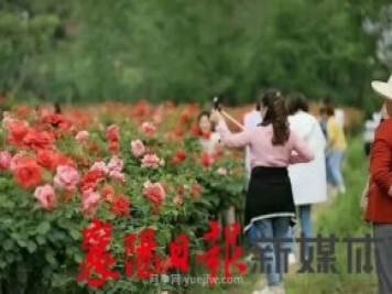襄陽(yáng)?？担汉?jiǎn)家坪村月季花海引來(lái)眾多游客打卡