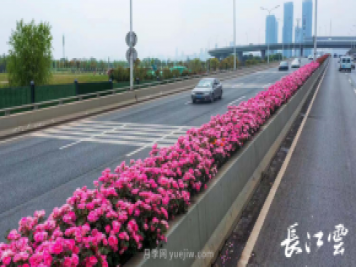 南陽(yáng)月季美化武漢花城，百條道路月季開(kāi)到爆街