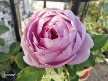 月季入門(mén)品種推薦：藍紫色的藍色風(fēng)暴和冥王星陽(yáng)臺