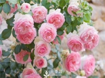 春天月季花常見(jiàn)病蟲(chóng)害