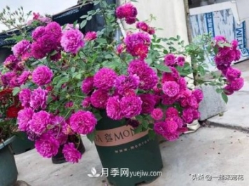 新年養盆香水月季，花朵香飄滿(mǎn)屋，陽(yáng)臺盆栽佳品