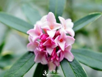 金邊瑞香，偷得百香集一身