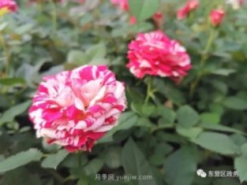 山東東營(yíng)：月季盛開(kāi)，這里的春天，太美了