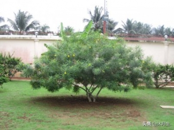 園林綠化是國家戰略，利潤很高，了解行業(yè)標準財富滾滾來(lái)