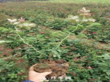 這些盆栽月季花苗都搶瘋了 買(mǎi)營(yíng)養缽月季要快