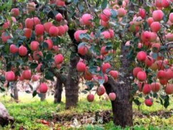 什么是果樹(shù)的枝干比、枝葉比、葉果比和產(chǎn)出比？