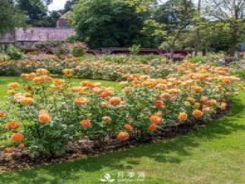 夏洛特夫人月季在廣東能養么？