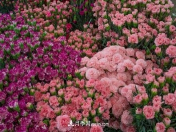 中國6大花市，全國花卉批發(fā)市場(chǎng)介紹