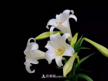 百合花養護方法和注意事項