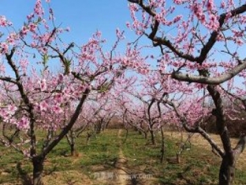 各地賞花經(jīng)濟興起，這些月季苗木又火了一把