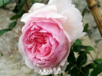 威基伍德月季圖片_威基伍德月季的養殖方法