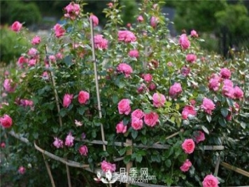 適宜在居室內栽種的花卉植物，月季能吸收有害氣體