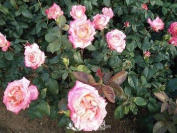 花卉按生態(tài)習性如何分類(lèi)